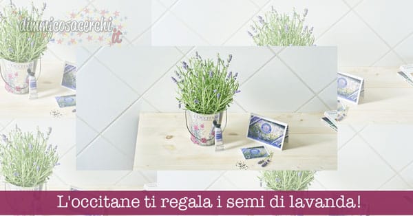 L'occitane ti regala i semi di lavanda, un secchiello e crema omaggio